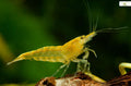 Yellow fire shrimp
