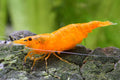 Orange shrimp 1.5CM