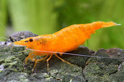 Orange shrimp 1.5CM