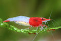 Shrimp rili L