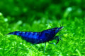 Shrimp super blue M-L
