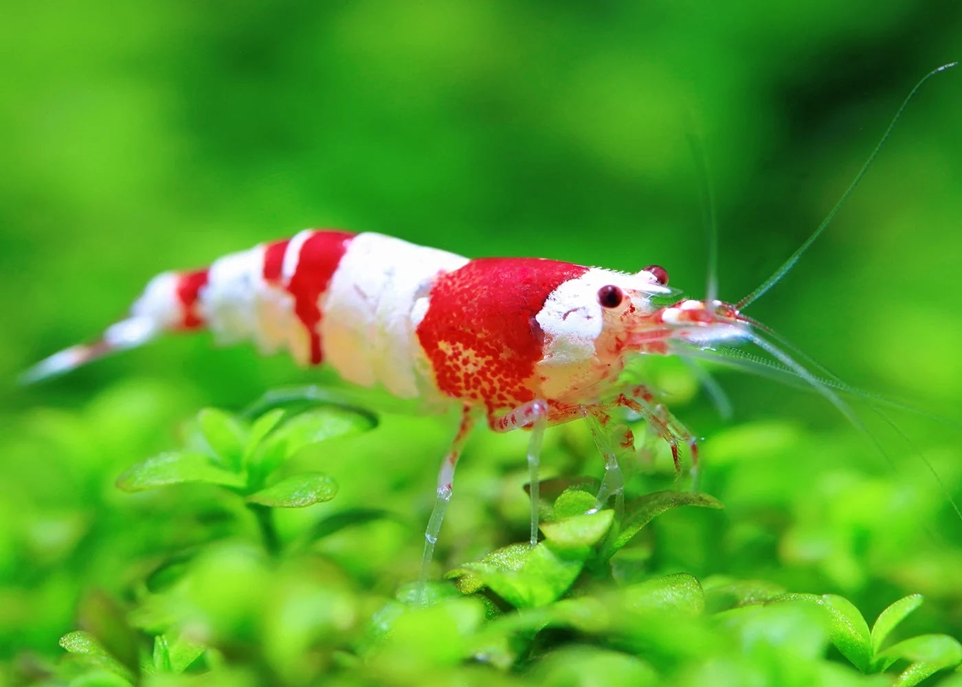 Red crystal shrimp 1.5CM