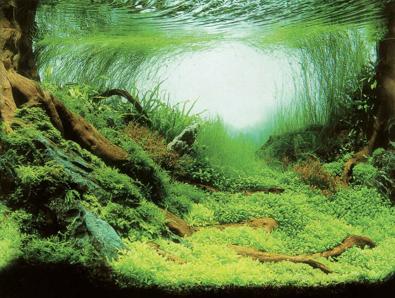 AQUA NOVA AQUARIUM BACKGROUND XL 150X60CM PLANTS/OCEAN