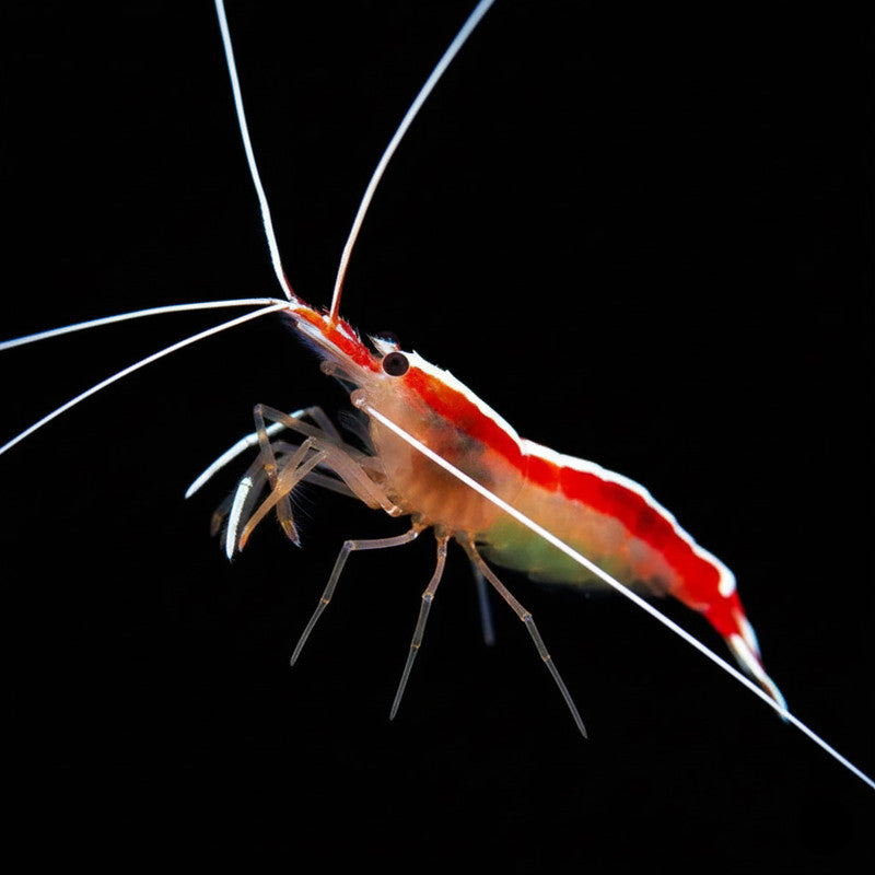 Cleaner shrimp XL