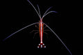 Cleaner shrimp S