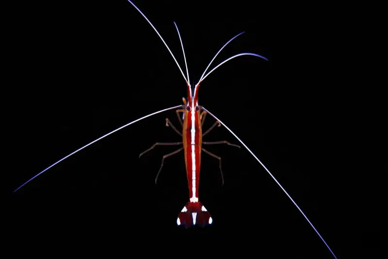 Cleaner shrimp S