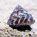 Trochus histrio